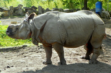 Fototapeta premium Poland, Warsaw, Ratuszowa 1/3, Warsaw Zoological Garden (Warsaw Zoo), Indian rhinoceros