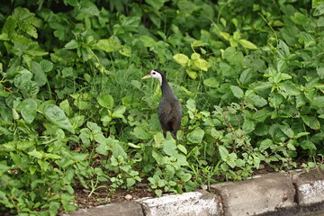 Waterhen