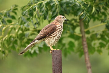 Shikra predator