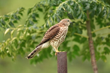 Shikra predator