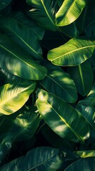 Obraz premium Lush green banana leaves bathed in dappled sunlight creating a vibrant natural texture