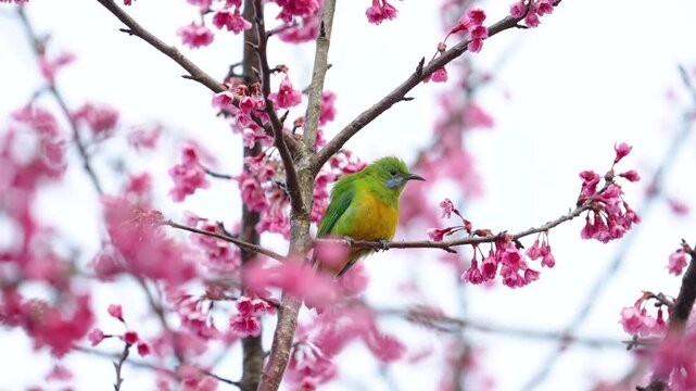 Orange-Bellied Leafbird bird on a cherry blossoms branch