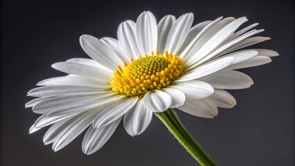 Obraz premium White daisy flower on black background, a beautiful single blossom with delicate petals