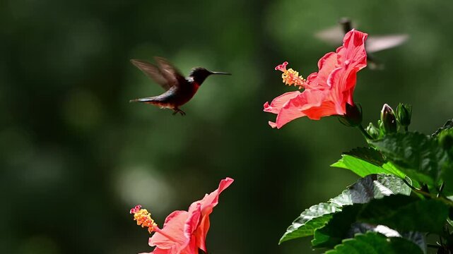 Ruby-throated Hummingbird defends his access to Hibiscus flowers