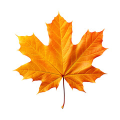 Obraz premium Autumn maple leaf isolated on a transparent background