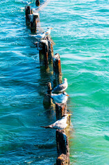 wild seagulls