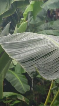 A cinematic close-up of raindrops gently falling on a vibrant green banana leaf during a tropical rain. The soft sound of rainfall and the glistening water droplets create a peaceful and moody