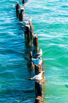 wild seagulls