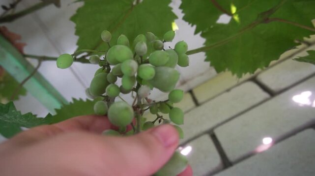 grapes affected by oidium. Don't forget to spray the vineyards in time.
