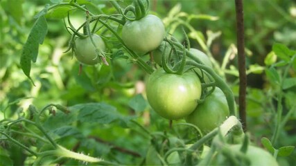 Tomatoes are ripening in the greenhouse. A month of moderate rain and sun will give an excellent harvest.