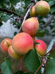 Cluster of ripe apricots on branch with green leaves, garden-grown fruit with colorful skin in outdoor natural light
