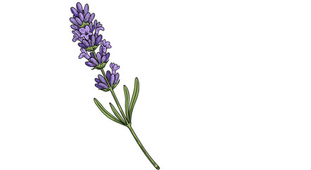 Obraz premium Detailed botanical drawing of lavender sprig with purple flowers