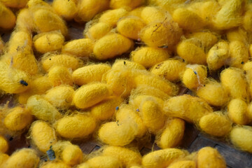 Yellow Silkworm Cocoons.
