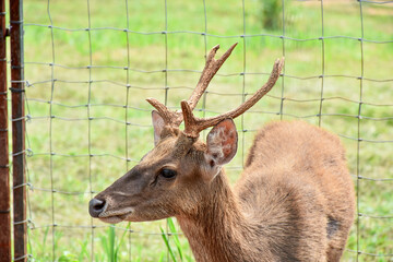 deer is eating grass in spring nature