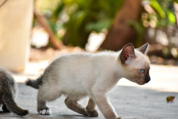 Beautiful adorable old style siamese blue point shorthaired cat, thai cat with amazing blue eyes.