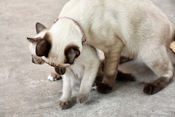 Beautiful adorable old style siamese blue point shorthaired cat, thai cat with amazing blue eyes.