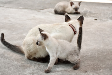 Fototapeta premium Beautiful adorable old style siamese blue point shorthaired cat, thai cat with amazing blue eyes.