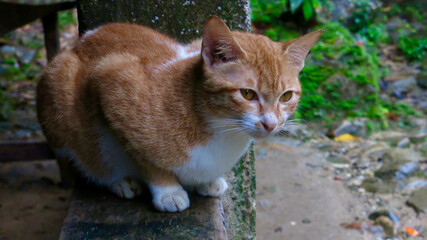 The cat is sitting on the fence. A white and ginger cat sits on a bench on a farm.