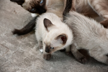 Beautiful adorable old style siamese blue point shorthaired cat, thai cat with amazing blue eyes.