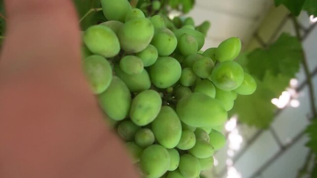 grapes affected by oidium. Don't forget to spray the vineyards in time.