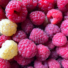 Freshly harvested red and white raspberries in close-up view, ripe summer berries with vibrant texture and natural detail
