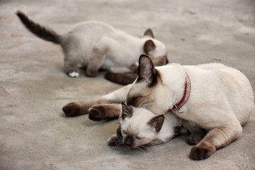 Beautiful adorable old style siamese blue point shorthaired cat, thai cat with amazing blue eyes.