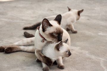 Beautiful adorable old style siamese blue point shorthaired cat, thai cat with amazing blue eyes.
