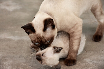 Beautiful adorable old style siamese blue point shorthaired cat, thai cat with amazing blue eyes.