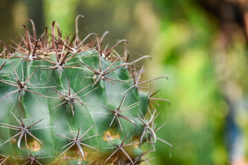 Little cactus on small pot, plant for decoration. Beautiful blooming cactus, selective focus blurred green nature background. Hobby during work from home concept.	
