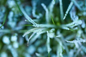 frost on branches