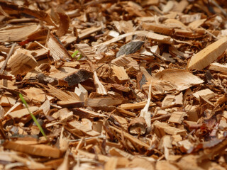 Abundant Light Brown Wood Chips Covering the Ground as Mulch