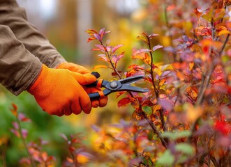 Hands in gardening gloves carefully trimming an old rose bush with shears amidst vibrant autumn colors in a backyard setting