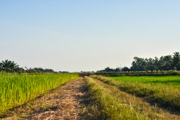 road in the field. Green rice field in country side of Thailand. Selective focus on ear of rice. Green paddy field. Rice plantation. Organic rice farm in Thailand	
