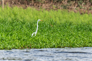 Great egret, Ardea alba at the Jari Canal at Alter do Chao, Santarem District, Para State, Brazil.