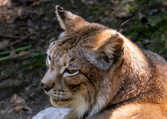 Boreal lynx at a species recovery center in the Basque Country (Spain)