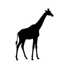 Fototapeta premium Giraffe Animal Silhouette
