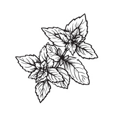 Botanical illustration of mint leaves for design projects