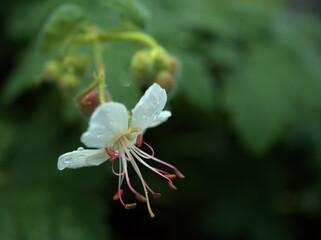 初夏の6月に咲いた白くて可憐なゲラニウム･マクロリズムの花