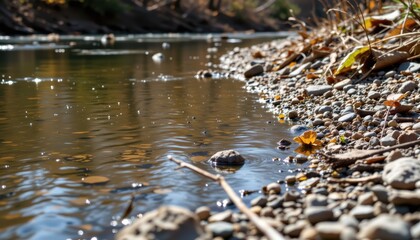 riverbank with no visible aquatic insects or small life showing effect of toxins on lower food chain levels