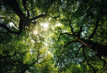Fototapeta premium The sun is brightly shining through the trees in the vibrant forest