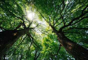 Obraz premium The sun is brightly shining through the trees in the vibrant forest