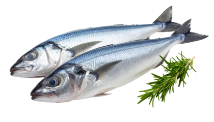 southern blue whiting fish isolated on transparent background