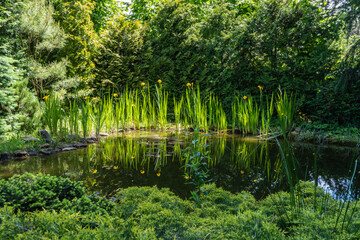 Obraz premium Serene pond scene with tall green reeds and yellow iris pseudacorus (yellow flag, yellow iris) flowerss, reflecting in calm water, surrounded by lush greenery and trees.