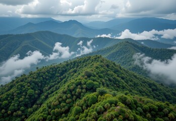 Fototapeta premium tropical rainforest disappearing and being replaced with palm plantation showing co2 imbalance