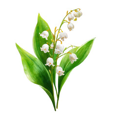 White lily-of-the-valley blooms with lush green leaves