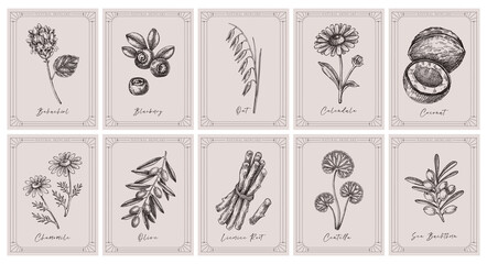 Organic cosmetic natural ingredients vintage label templates set. Medicinal plants hand drawn vector illustrations. Skin care design elements on chalkboard. NOT AI generated