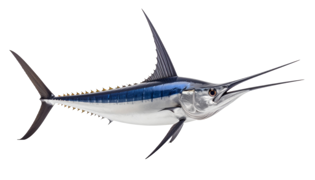 Blue marlin fish isolated on transparent background