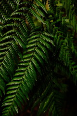 Fern leaves