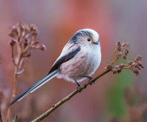 Fototapeta premium Long-tailed tit, Aegithalos caudatus, in the wild