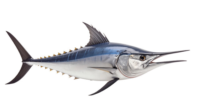 Blue marlin fish isolated on transparent background